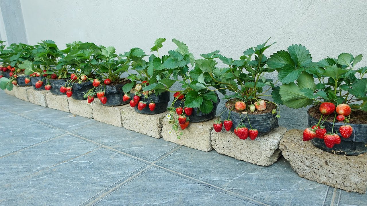 3 Great Methods For Growing Strawberries At home At No Cost - YouTube