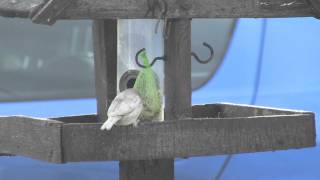 Albino Sparrow On Bird Table 2011-07-12 by PinewoodPirate 548 views 12 years ago 2 minutes, 30 seconds