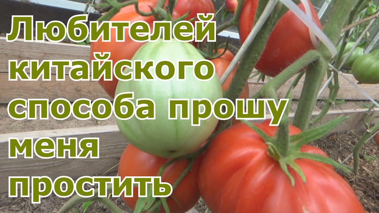 Результаты по китайскому способу выращивания рассады томатов. Повторный эксперимент. Все ЗА и Против