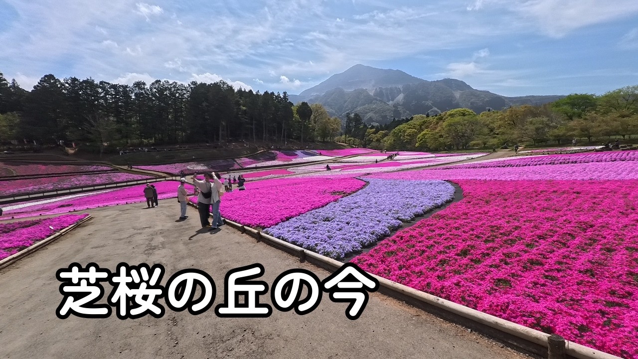 Chichibu] Hitsujiyama Park: Current state of the moss phlox hill