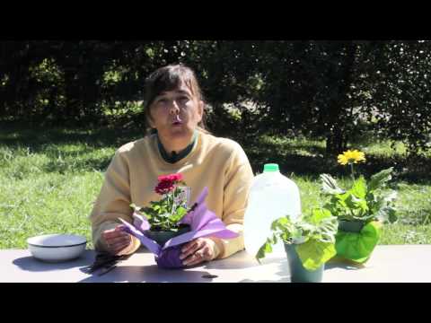 Como crescer White & Pink Gerbera Daisies: Gerbera Plant Care