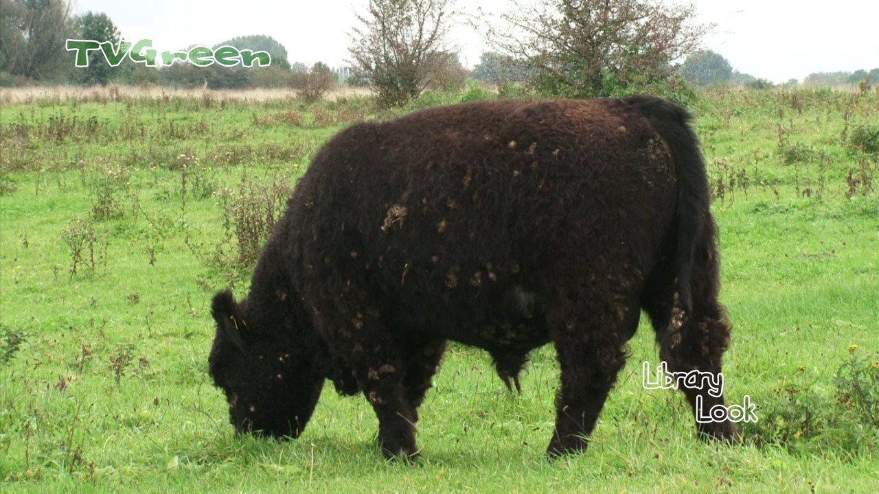 Biotope conservation with ruminants: Galloway cattle