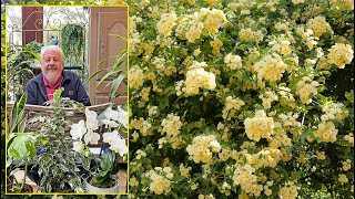 Un Immense Rosier Liane Couvert De Fleurs Au Printemps Rosa Banksiae. Le Quotidien Du Jardin N484