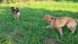 Cooper the Golden Retriever and his best friend by Cooper The Golden Pupper 631 views 2 years ago 52 seconds