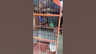 SUARA BURUNG CUCAK IJO GACOR  MEONG MEONG