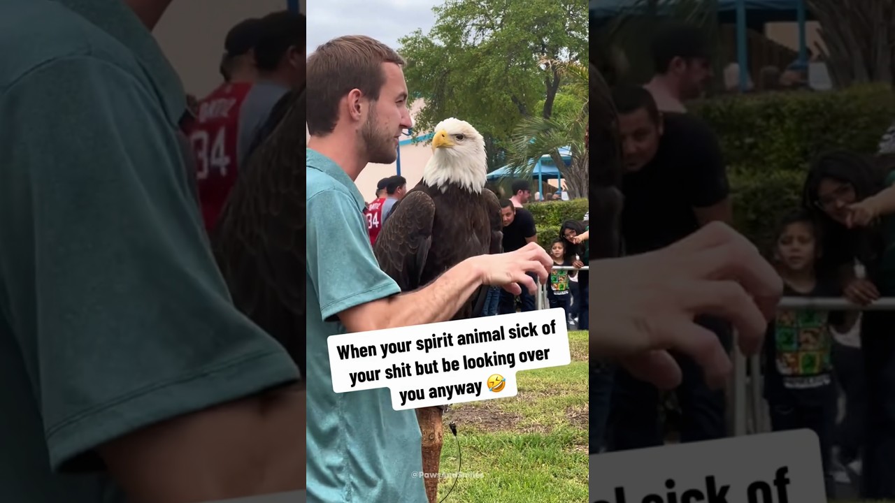When America Chooses You 🦅🇺🇸#anmals #eagles #america #comedy #foryou