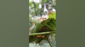 The unity of the world is the animal!! #shorts #animals #ants