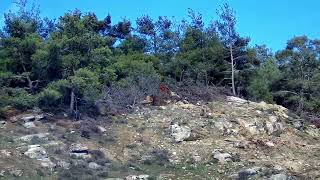 Domuz Avı - Wild Boar Hunting