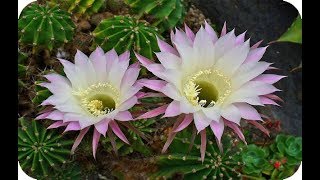5 Tipos de cactus con flores más espectaculares ! - thptnganamst.edu.vn