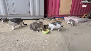 i like cats #cat #youtube