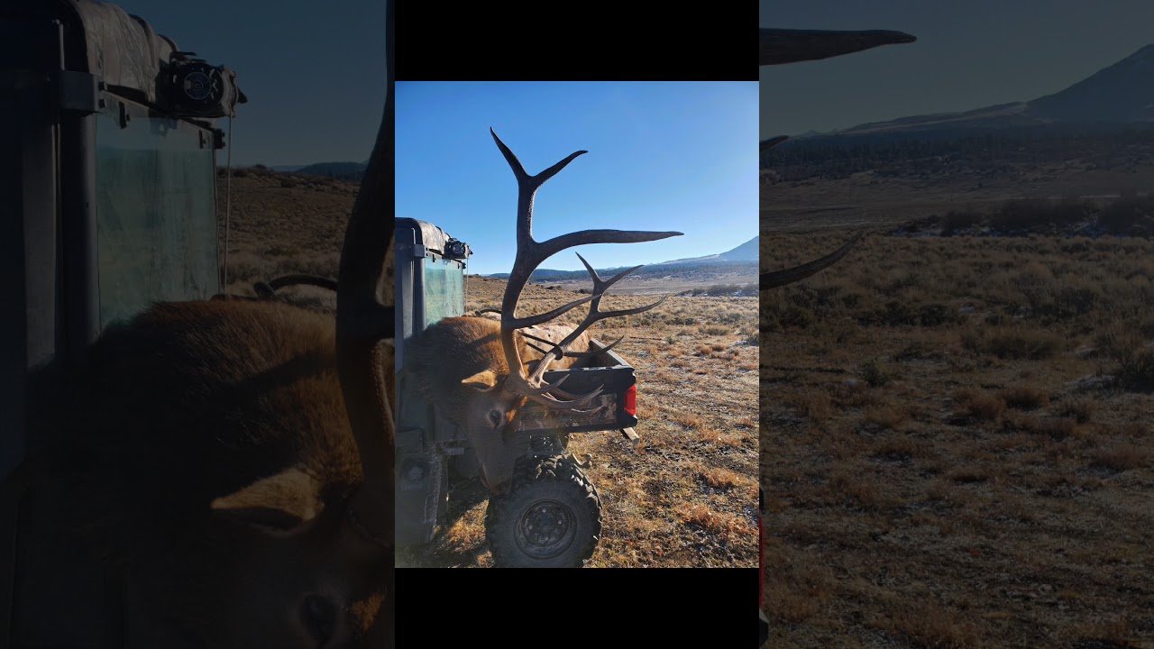 Colorado elk hunt October 2020 2nd rifle season unit 61 YouTube