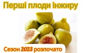 Інжир уже достигає під Києвом. Врожай інжиру  2023 розпочато)))