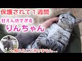 【触れたことないのに...】保護したりんちゃん甘えん坊に大変身!