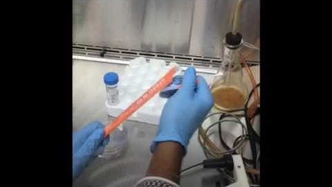 Hanging Embryoid Body Technique