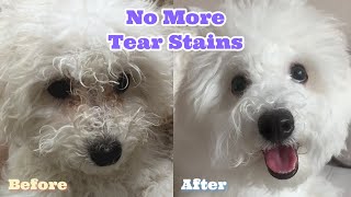 Mom's Secrets to Removing Tear Stains (Puppy Reveals)