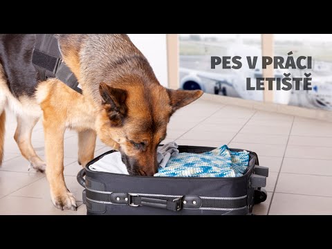 Video: Nejlepší Letiště Pro Psy Ve Spojených Státech