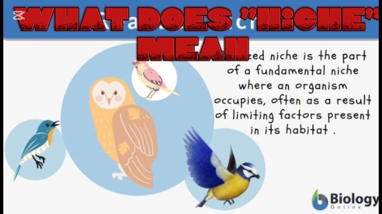 WHAT DOES NICHE MEAN YouTube what-does-niche-mean-youtube