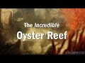 The Incredible Oyster Reef