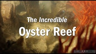 The Incredible Oyster Reef