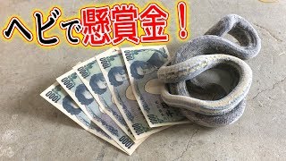 懸賞金のかかったヘビを探せ！特定外来種駆除！