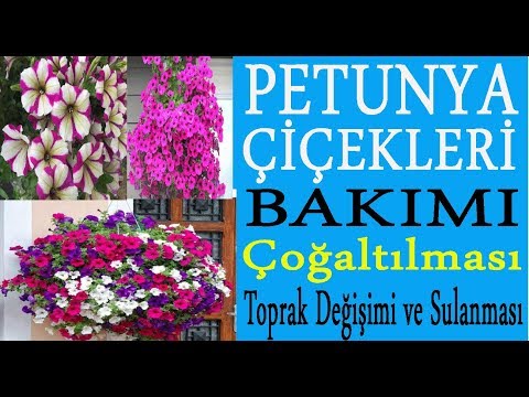 Video: Petunyaların Müasir çeşidləri