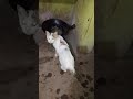 she's injured I love you #fypシ゚viral #cat #pets #realcat #lovelycat