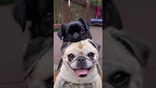 They bring pure happiness ❤ #brusselsgriffon #pugs #dog #lifeadvice audio @HarryStyles