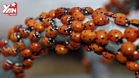 Những Loài Vật Có Khả Năng Dự Báo Thời Tiết | Thế Giới Kỳ Thú