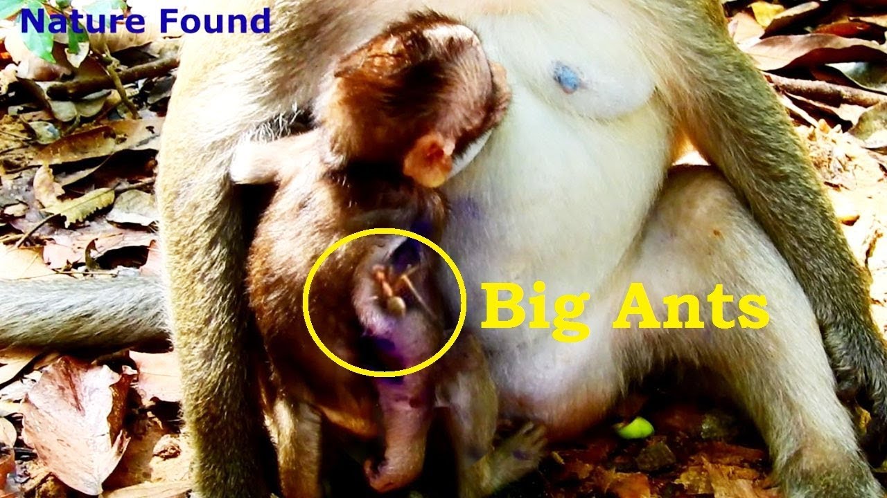 red ants in wisconsin New Video,Tears Down See Lola Is Bitten By Red Ants More On Broken Hand