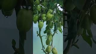 Томат Агафья 2025г