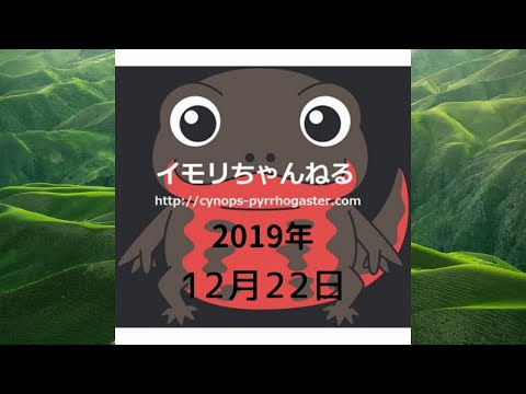 今日のアカハライモリ2019年12月22日,영원의 모습、Thủy cung Newt、พิพิธภัณฑ์สัตว์น้ำนิวท์