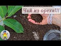 Ферментация листьев грецкого ореха - важные нюансы: видеоответ!