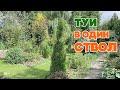 ТУИ | Формируем в один ствол