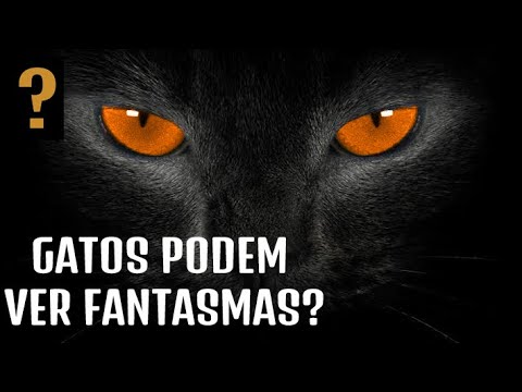 Vídeo: Por Que Os Gatos Olham Para O Vazio: Fatos E Superstições