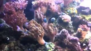 Sally Jo's coral identification part 1 screenshot 1