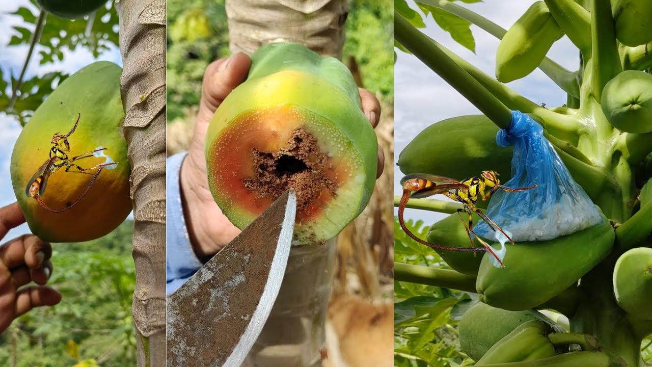 mosca-afecta-a-las-papayas-las-engusana-combatir-la-plaga-de-la