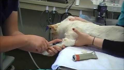 19  Venipuncture Cephalic  cat