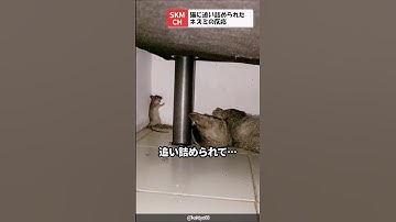 猫に追い詰められたネズミの反応