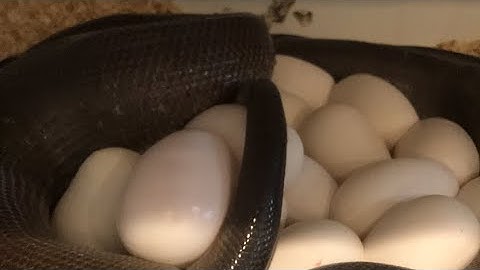 Pulling Australian Python Eggs - CrittaCam