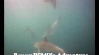 Bruny Wildlife Adventure VideoRay ROV Footage - Dolphin Compilation