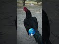 top quality aseel murga #aseelmurga #birds #rooster #pets #shorts