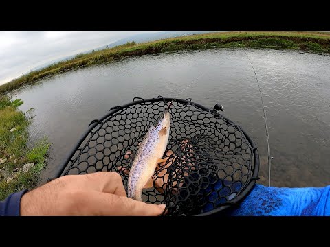 კალმახზე თევზაობა სპინინგით 2021წ. favorite x1