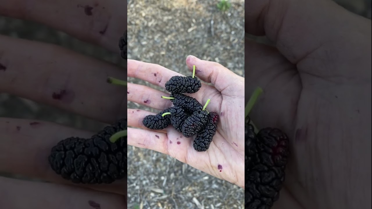 Galicia Mulberry
