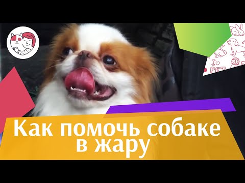 4 совета, как помочь собаке в жару на ilikepet