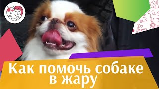 4 совета, как помочь собаке в жару на ilikepet 4 совета, как помочь собаке в жару на ilikepet