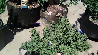 @smokingplantas get at me