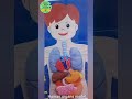 Human Organs Model | Different  Organs in Human Body|Easy science projects| nscience experiments