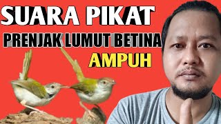 Suara pikat prenjak lumut betina || prenjak lumut jantan pasti ngumpul