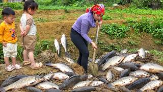 Fish Harvesting: Single mom Harvest giant carps to sell at market & Cooking Fish for kids News