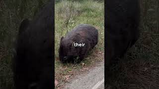 Why Wombat Poop Is Cube-Shaped